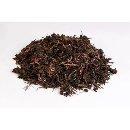 Kit minhoca vermelha californiana multi-jardim 1000 unidades