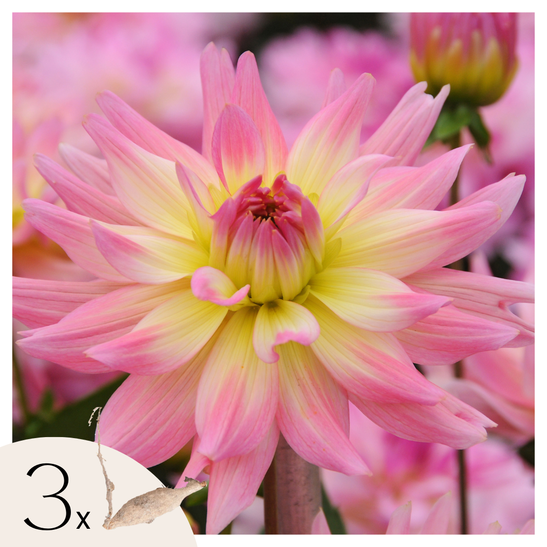 Tubérculos De Dalia - 3 Pzs - Dahlia 'melody Gipsy'_0