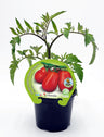 Plantão De Tomate Pera Mata Alta Em Vaso 10,5 Cm. Natural - Fitoralia