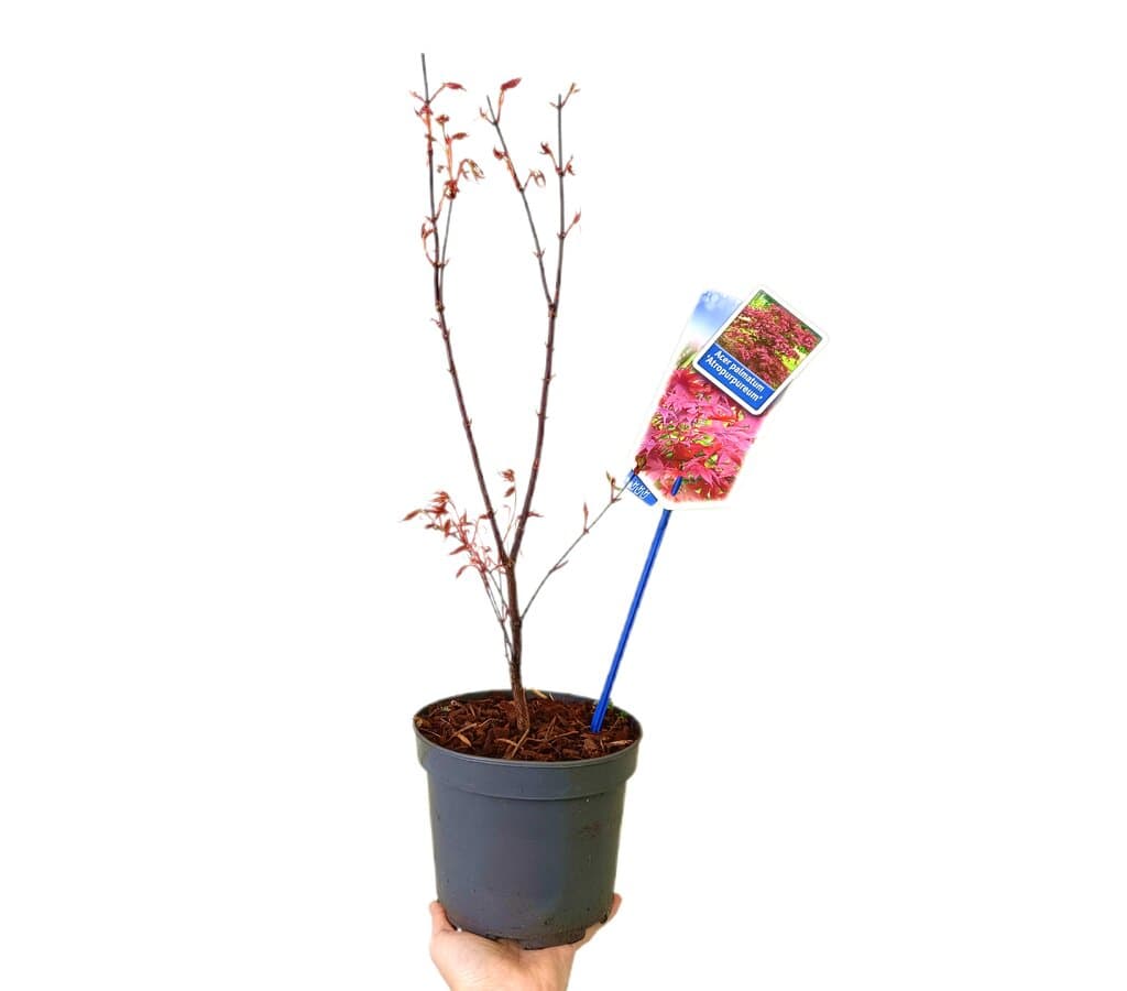 Acer Palmatum Atroppurpureum M17_0