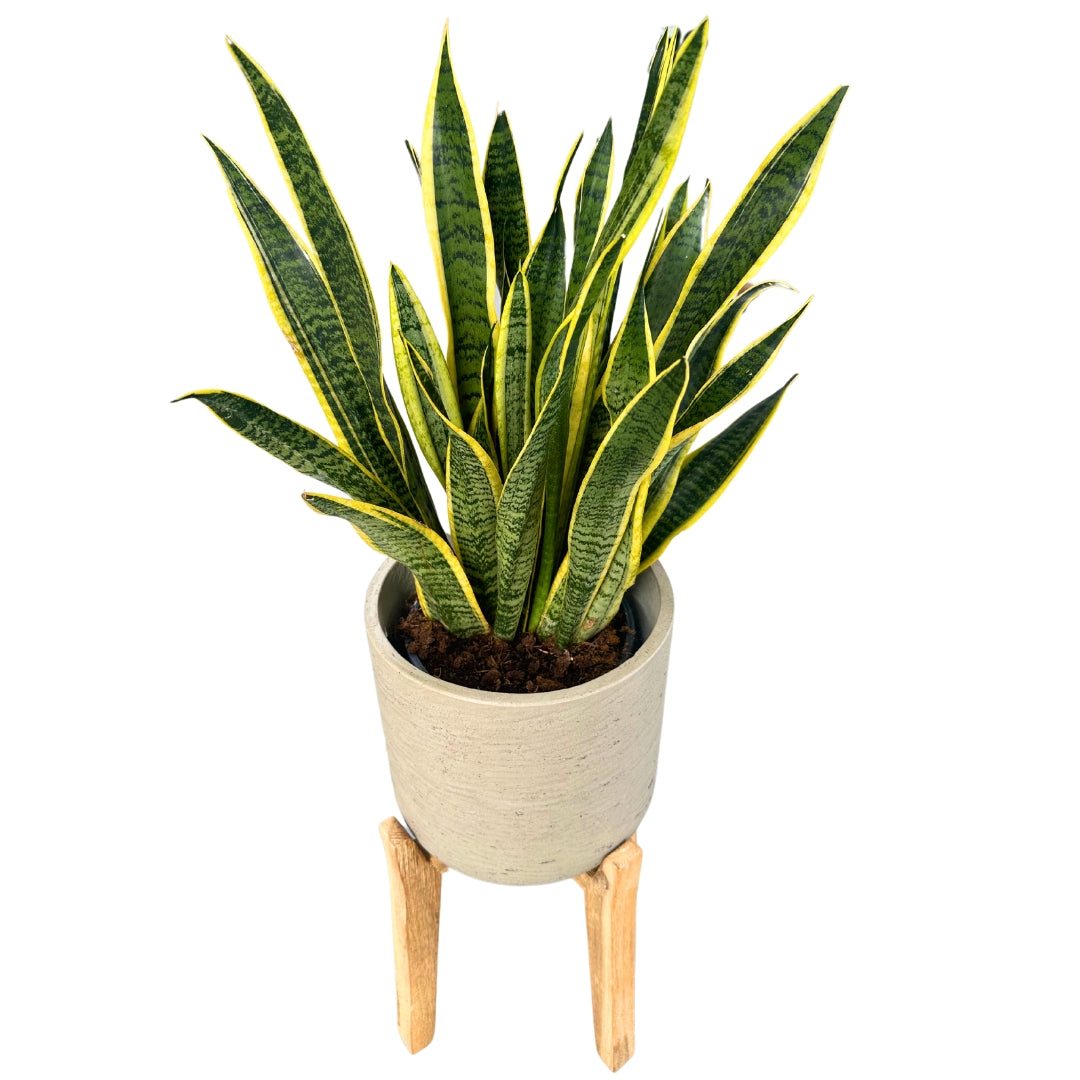 Sansevieria Laurentii: Estilo Y Frescura Con La Lengua De Suegra M20_0