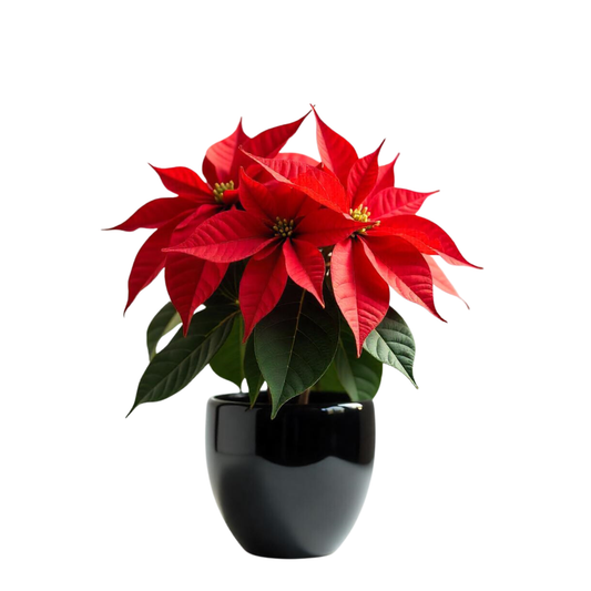 Smply. | Flor De Pascua Poinsettia En Maceta De 14 Cm | Fácil De Cultivar_0