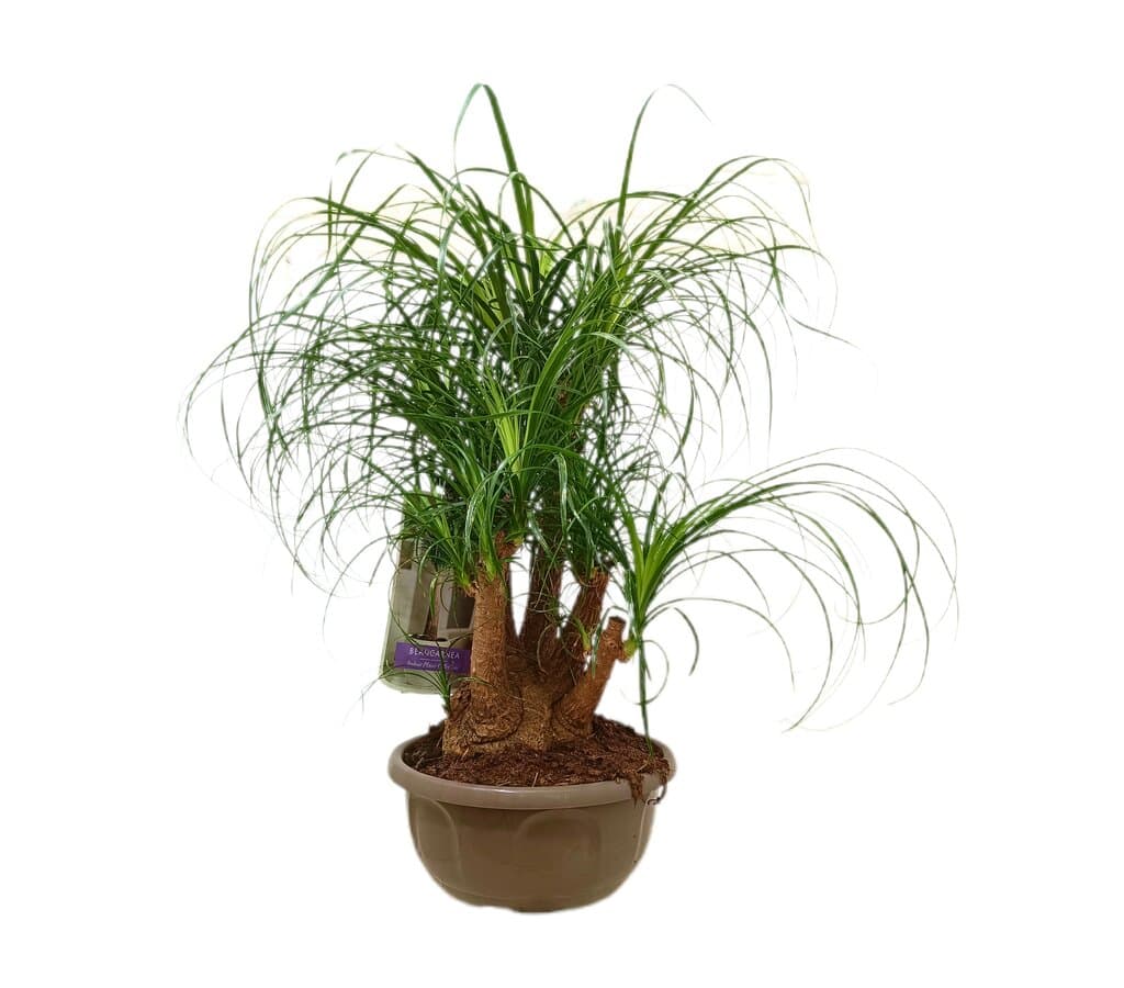 Beaucarnea Ramificada M24 50-60cm_0