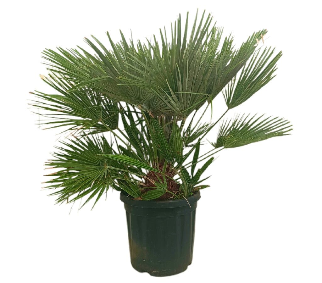 Chamaerops Humilis M32 60-80cm_0