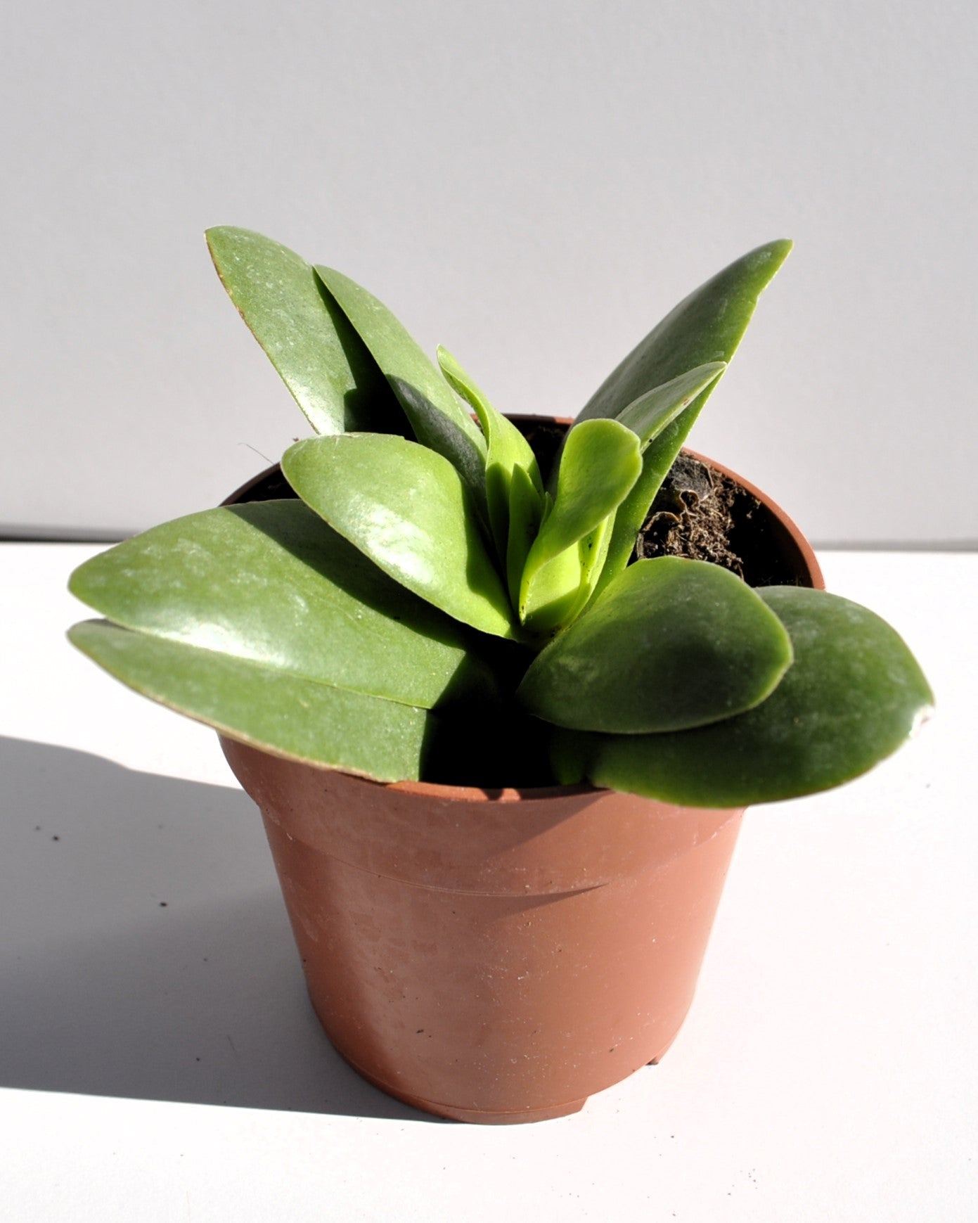 Crassula Perfoliata 'borracha'; Planta Suculenta Verde, Planta De Colección; Curiosarium; Diámetro Maceta 10,5 Cm_3