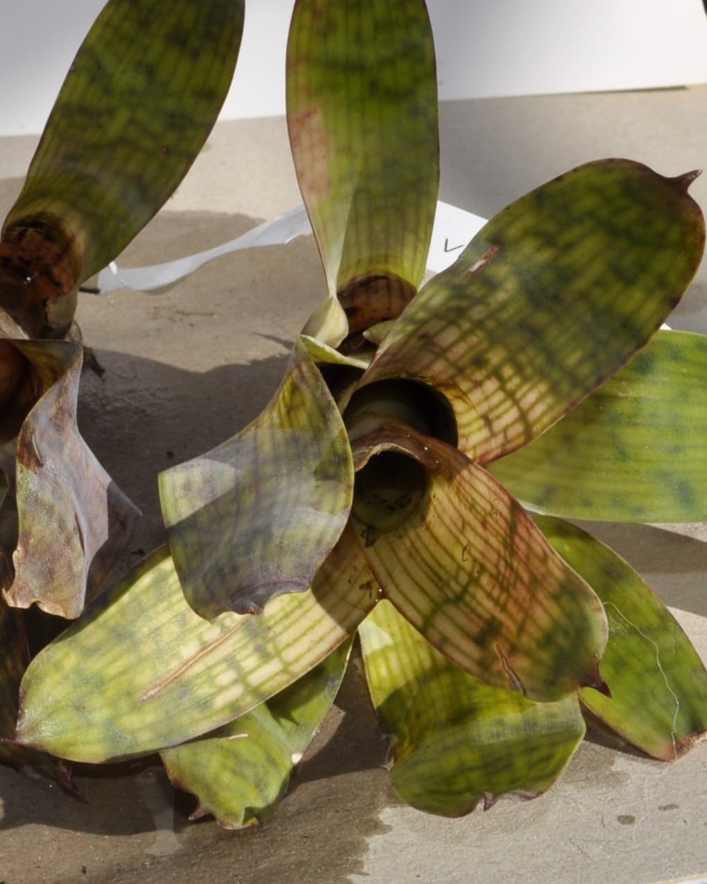 Vriesea gigantea 'Nova' S; bromelia reticulada; Curiosarium; altura 10-12 cm, diámetro 10-12 cm, sin sustrato_4