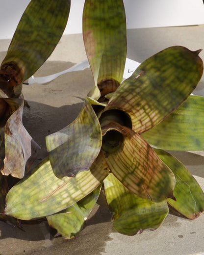 Vriesea gigantea 'Nova' S; bromelia reticulada; Curiosarium; altura 10-12 cm, diámetro 10-12 cm, sin sustrato_4