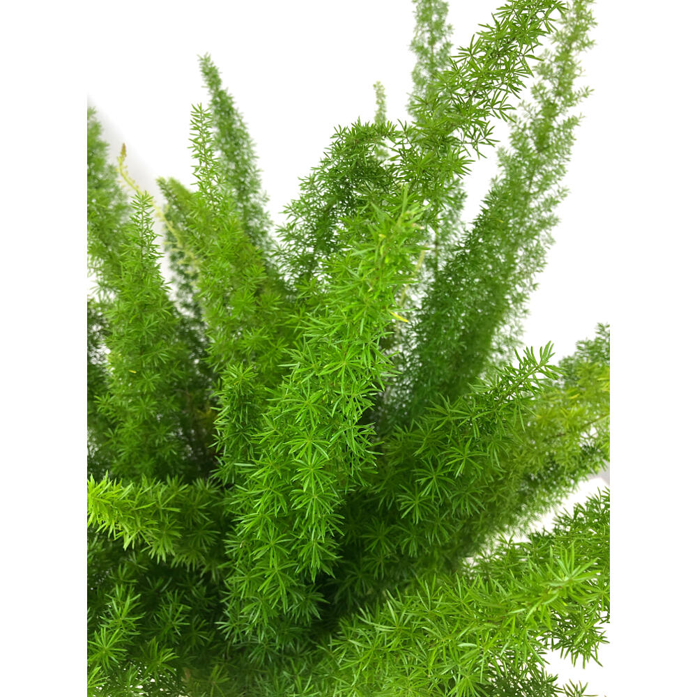 Asparragus Meyeri M25 60cm (esparraguera Cola De Zorro)_1
