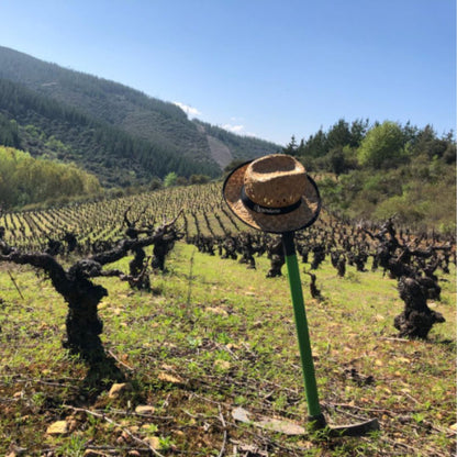 Vino Tinto - A Ponte Vella - Mencía Reserva - 13 Viñas_1