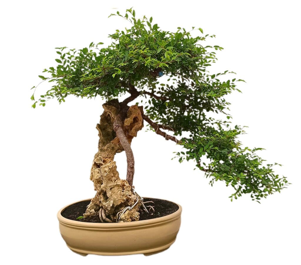 Bonsái Zelkova Parvifolia Roca 35 Años (olmo Japonés)_0