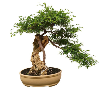 Bonsái Zelkova Parvifolia Roca 35 Años (olmo Japonés)_0
