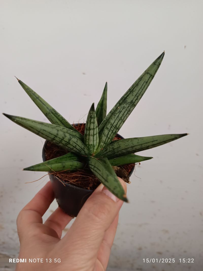 Sansevieria Boncellensis Planta De Interior_0