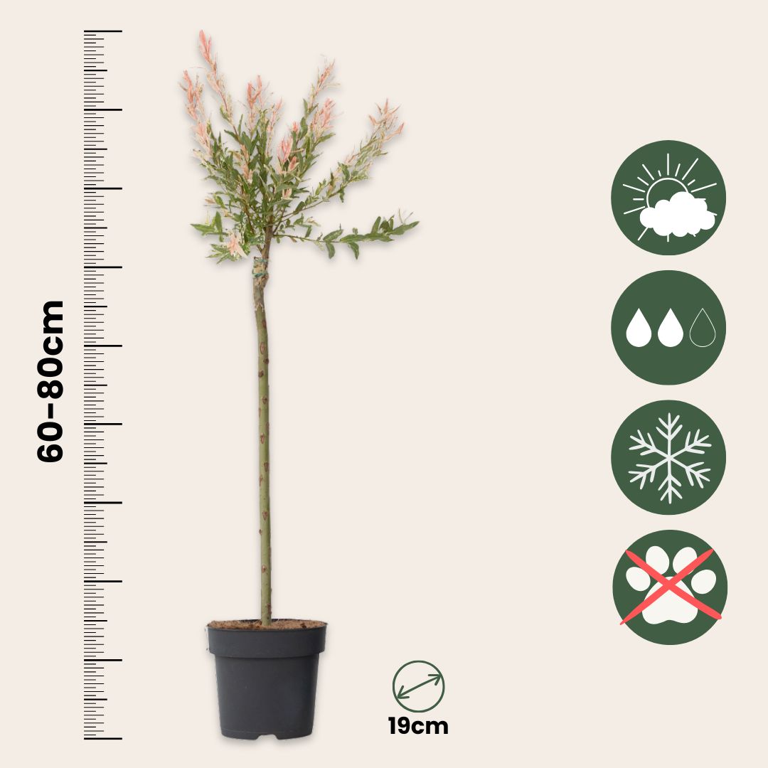 Árbol Flamenco - 2 Pzs - Salix Integra 'flamingo' - Altura 90-110cm - ⌀19cm_2