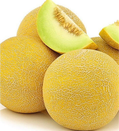 Plantón Melón Amarillo Galia (10 Unidades)_0