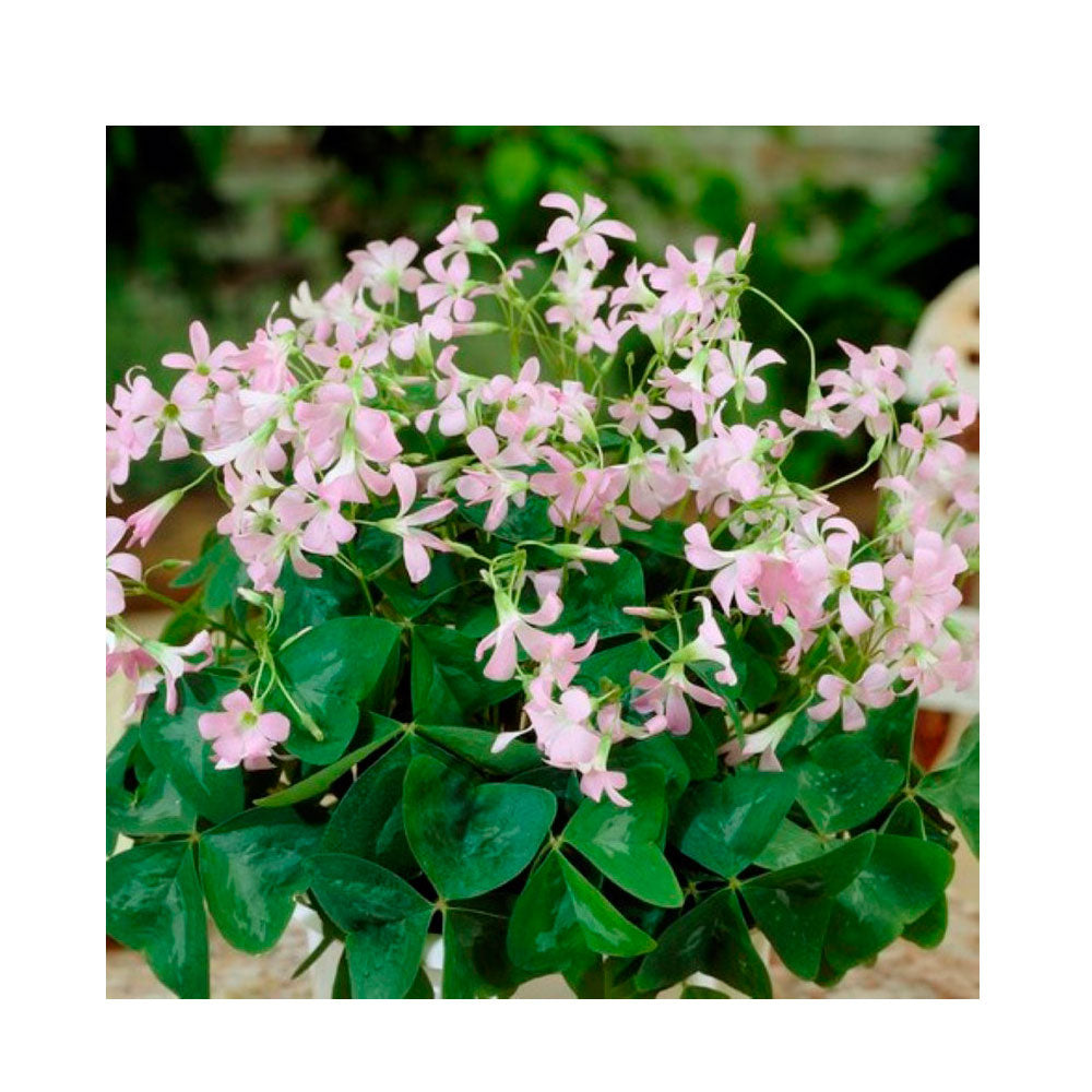 10 Bulbos De Oxalis Triangularis Variedad Ssp. Papilionacea Fanny Planta Mariposa_0