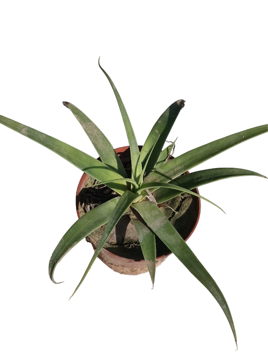 Agave Bracteosa Planta Suculenta Ø8 Cm_0