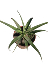 Agave Bracteosa, Planta Suculenta, 8cm De Diâmetro