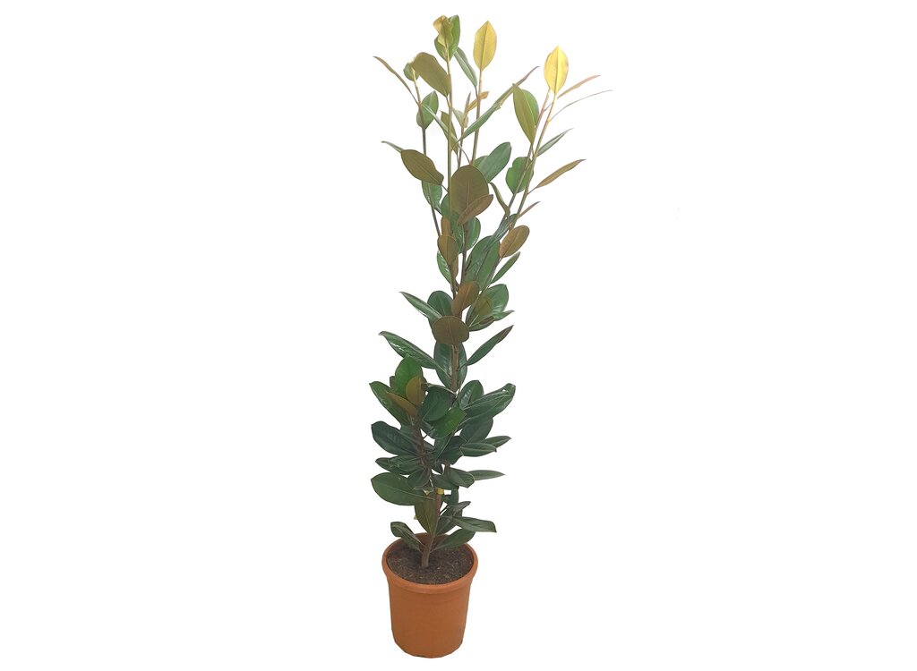 Magnolia Grandiflora M25 80-100cm_0