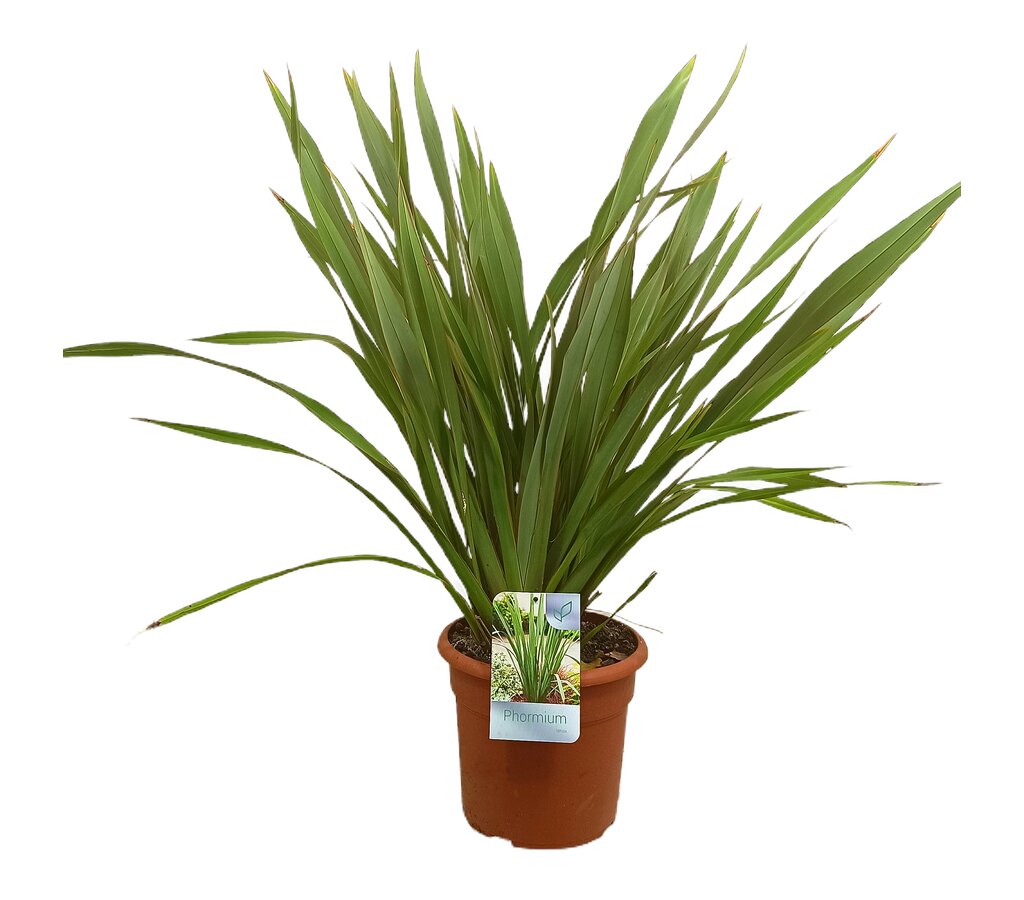 Phormium Tenax Verde M25 60cm_0