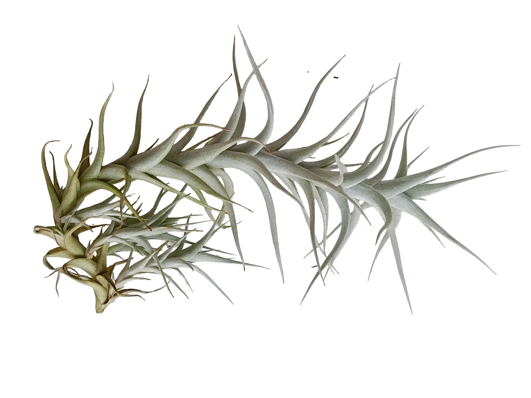 Tillandsia Albida Planta Natural Clavel Del Aire 5-7 Cms_0
