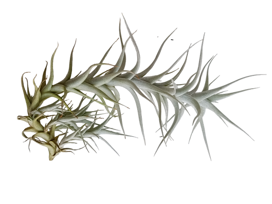 Tillandsia Albida Planta Natural Clavel Del Aire 5-7 Cms_0