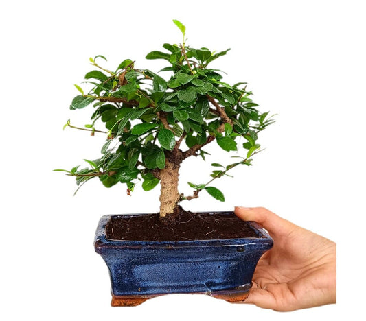 Bonsái Carmona Microphylla 5 Años (té De Filipinas)_0