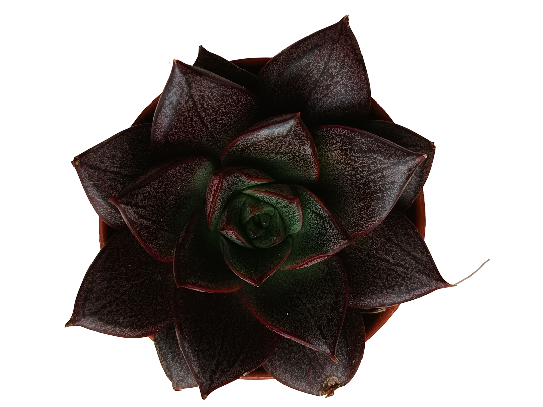 Echeveria Purpusorum White Form Planta Suculenta Ø5_0