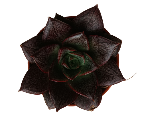 Echeveria Purpusorum White Form Planta Suculenta Ø5_0