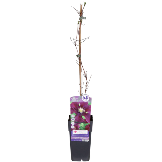 Clematis Warszawska Nike Planta Trepadora Con Flores Vino Ø15_0