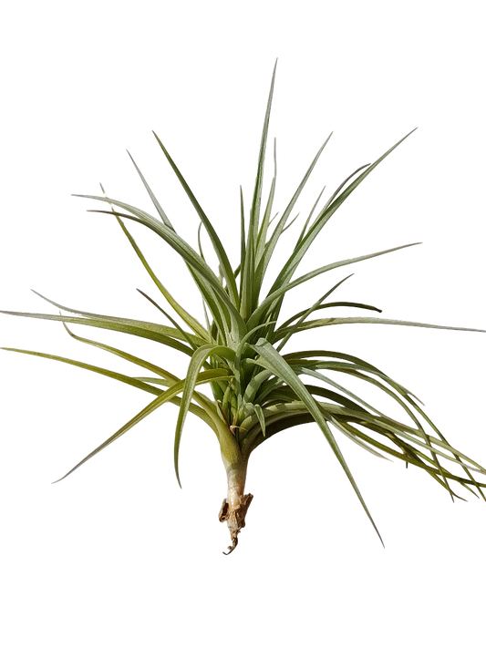 Tillandsia Tenuifolia Planta Natural Clavel Del Aire_0