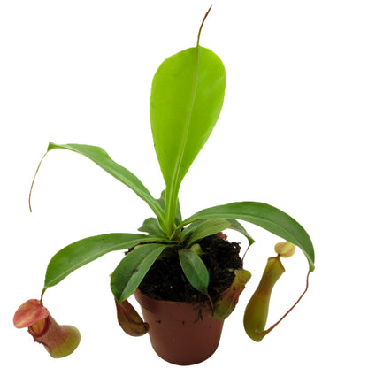 Planta Carnívora Nepenthes Sp. (planta Jarro, Copa De Mono); Curiosarium; Diámetro Maceta 10,5 Cm_0