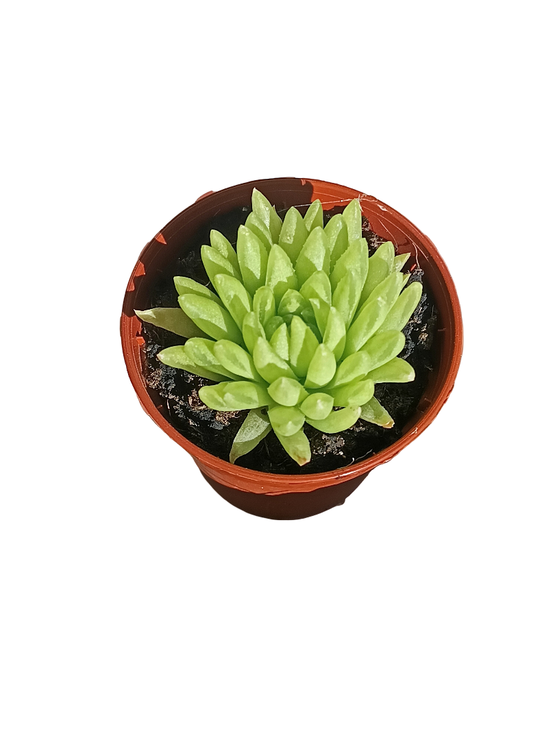 Haworthia Kikuhigasa Planta Suculenta Ø5 Cm_0