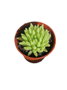 Planta Suculenta Haworthia Kikuhigasa Ø5 Cm