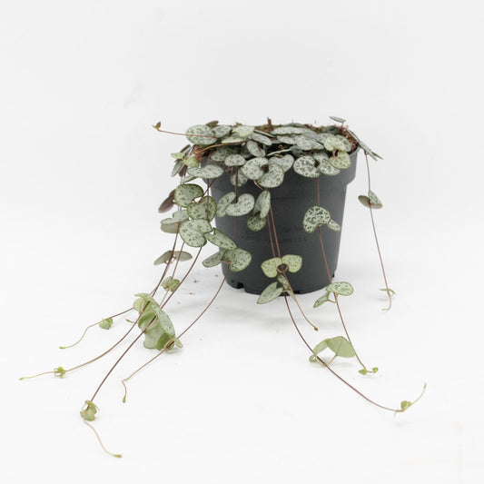 Ceropegia Woodi Ø12 Planta Natual Colgante_0