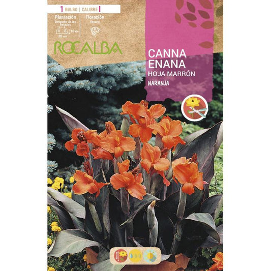 Bolbo de Canna Anã Folha Castanha Laranja 1 unidade (I)