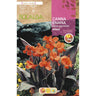 Bolbo de Canna Anã Folha Castanha Laranja 1 unidade (I)