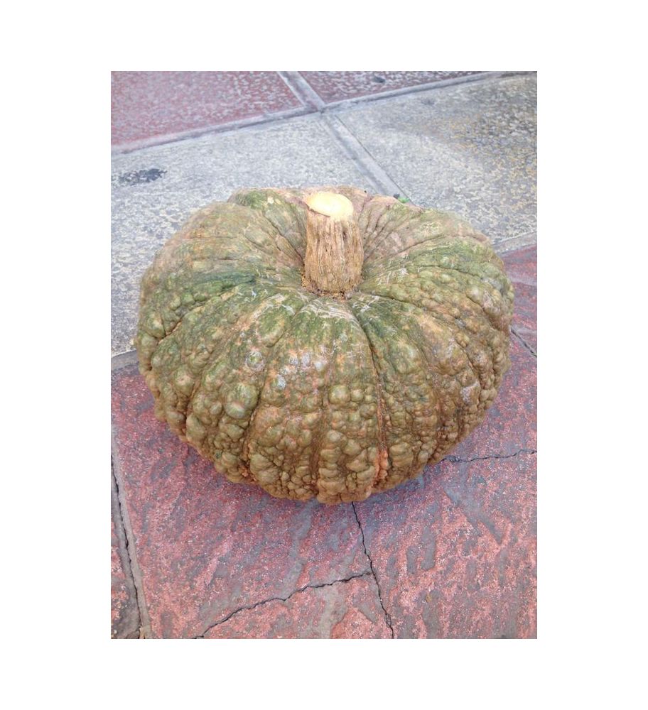 Plantón Calabaza De Totanera (redonda) (10 Unidades)_2