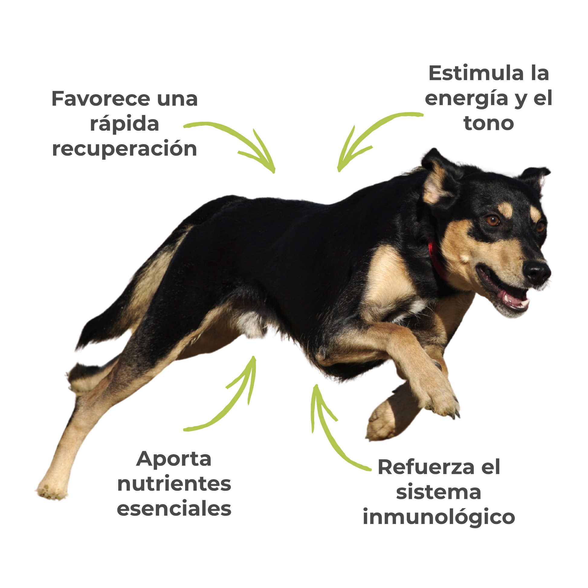 Suplemento natural para la energía y vitalidad de perros y gatos – ECO 100 g_3
