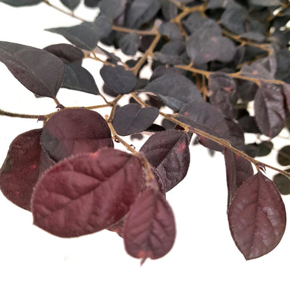 Loropetalum Chinense 20/30 2.5 L 40cm_1
