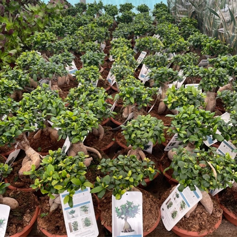 Bonsai Ficus_0