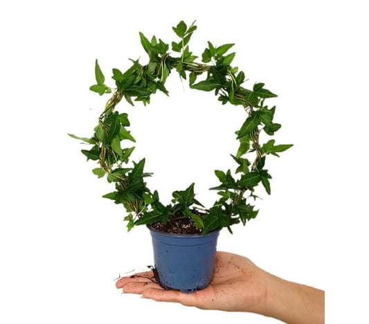 Hedera Helix Arco M9_0