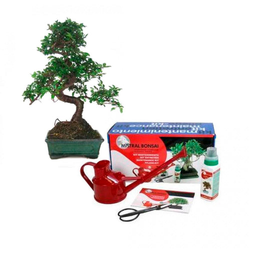 Pacote de iniciação básico para bonsai Zelkova parvifolia, 6 anos