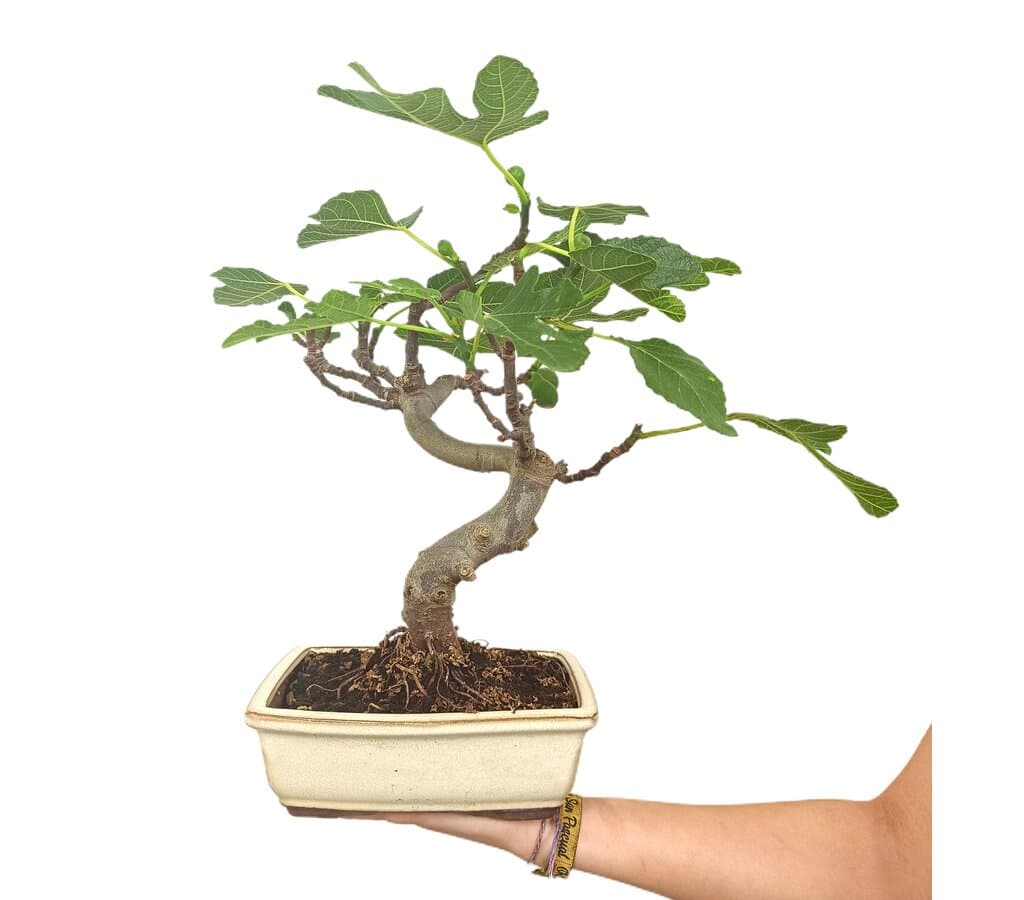 Bonsái Higuera 12 Años (ficus Carica)_1