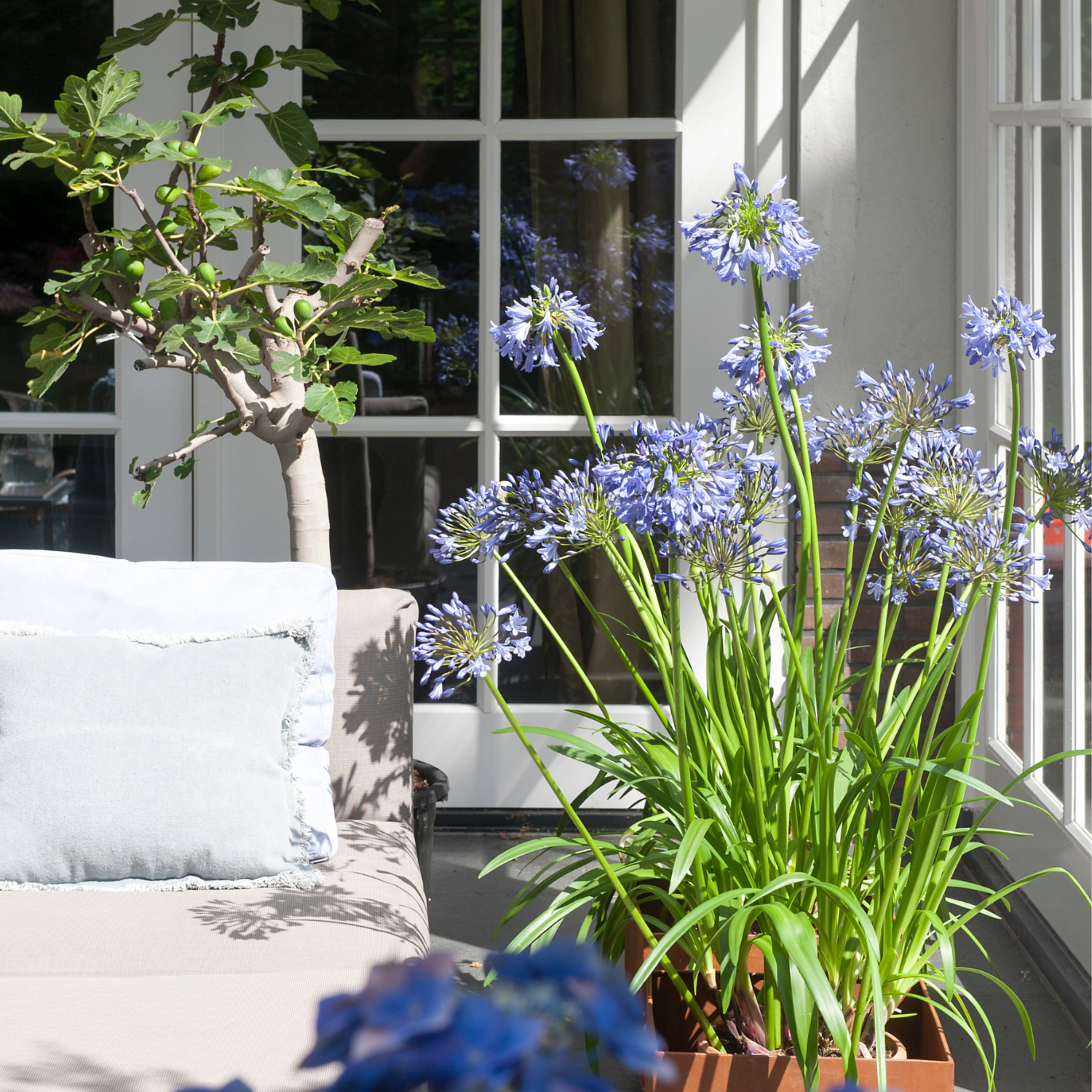 Agapanto - 6 Pzs - Agapanthus Africanus - Cepellones - Azul_4