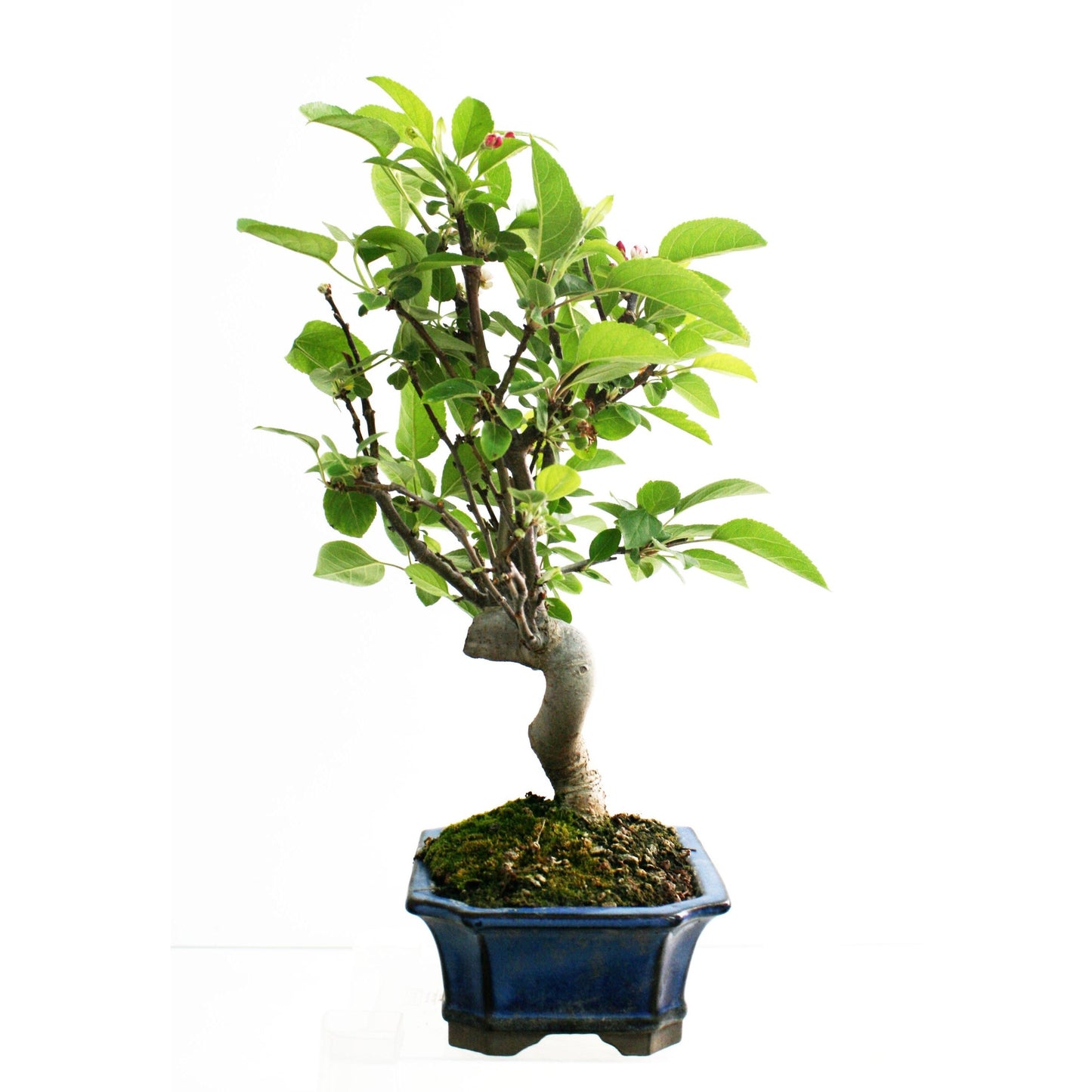 Bonsai Malus 8 anos Macieira