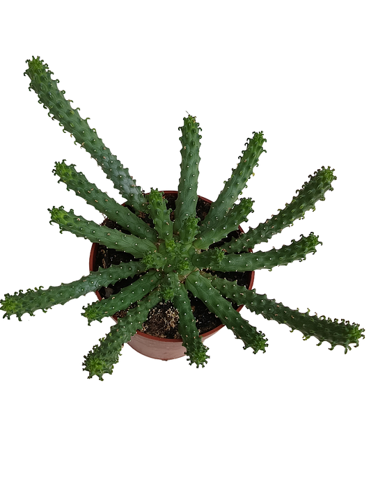 Euphorbia Caput Medusae Planta Suculenta Ø8_0