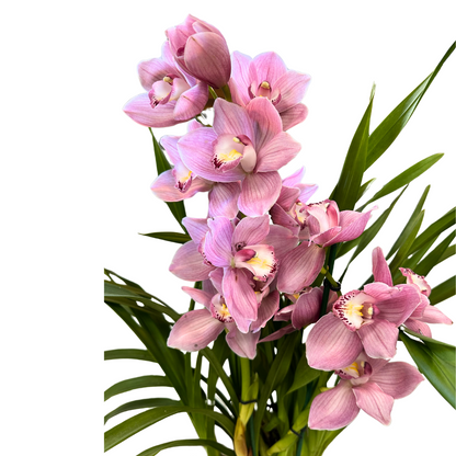 Cymbidium Colores Variados M14_1