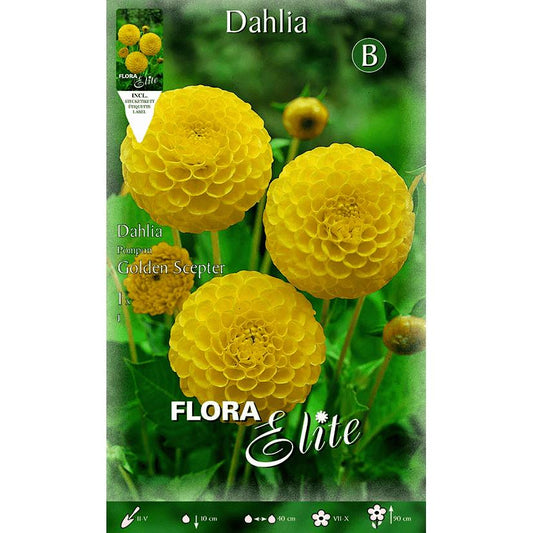 Bolbo de dália amarela com pompom