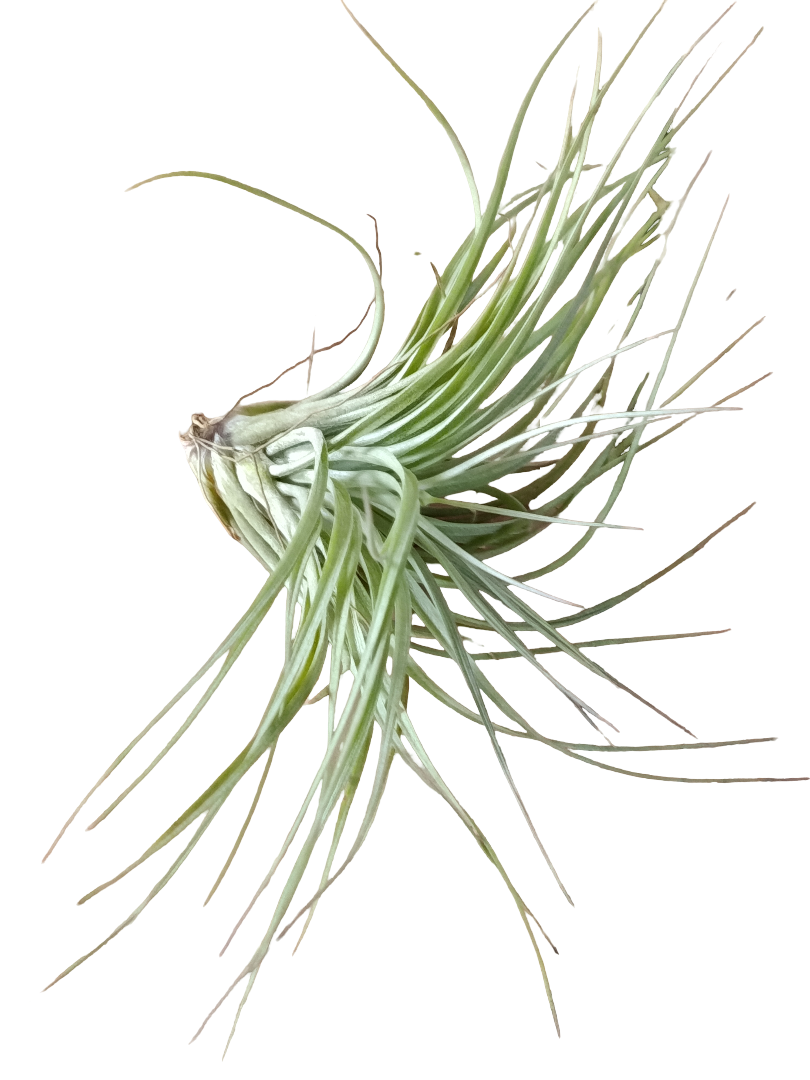 Tillandsia Cotton Candy Planta Natural Clavel Del Aire_0