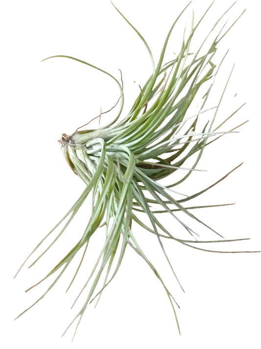 Tillandsia Cotton Candy Planta Natural Clavel Del Aire_0